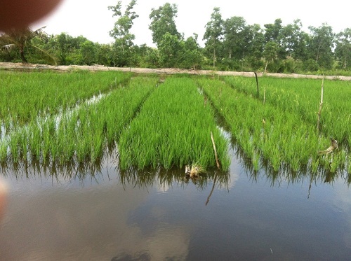 Giải pháp nâng cao hiệu quả mô hình sản xuất lúa tôm càng xanh tại xã Mỹ An huyện Thạnh Phú 